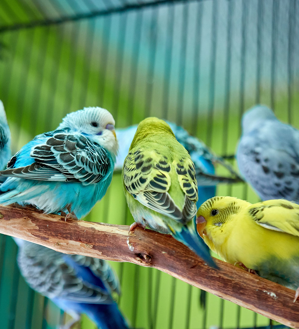 Image of small birds